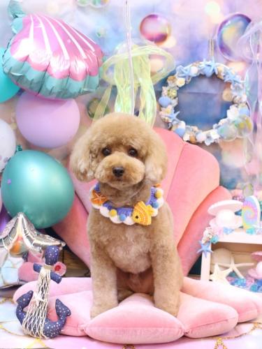 20240817コアくん